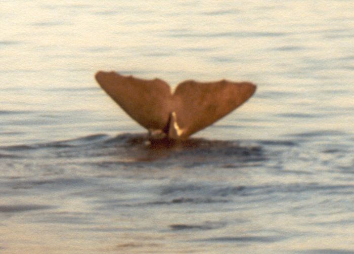 ../Images/026.Whalewatching ab Andenes.jpg